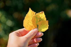 Closeup natural autumn fall view woman hands holding yellow leaves on dark park background. Inspirational nature october or september wallpaper. Change of seasons concept. photo