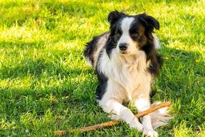 Pet activity. Cute puppy dog border collie lying down on grass chewing on stick. Pet dog with funny face in sunny summer day outdoors. Pet care and funny animals life concept. photo