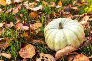 Autumnal Background. Autumn fall pumpkin on dried fall leaves garden background outdoor. October september wallpaper Change of seasons ripe organic food concept Halloween party Thanksgiving day. photo