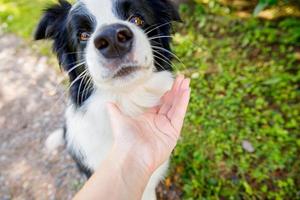 Woman hand stroking puppy dog border collie in summer garden or city park outdoor. Close up dog portrait. Owner playing with dog friend. Love for pets friendship support team concept. photo