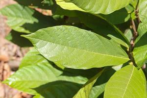 Cacao farm in the garden during the day in sunlight. photo