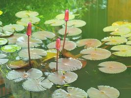 Vintage style image of budding pink lotus in a pond. photo