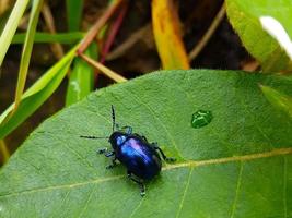 Blue leaf beetle on green leaf in soft focus. photo