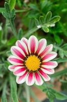 una margarita africana blanca con rayas moradas en un jardín verde. foto