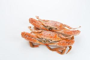 Steamed Blue Crab isolated on white background, food preparation photo