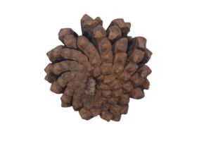 brown budding pine cone backwards on a transparent background png