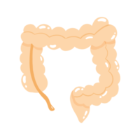 illustration du gros intestin png