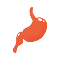 Human stomach illustration png