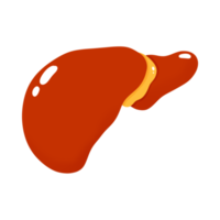 ilustración de hígado humano png