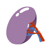 illustrazione del rene umano png