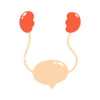 Urinary System illustration png