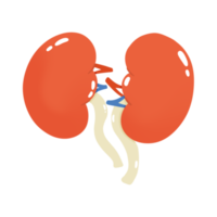 ilustración de riñón humano png