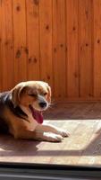 schattige beagle hond geeuw op de vloer liggen. grappige hond. huisdier. video