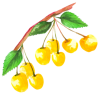 illustrazione giallo ciliegia png