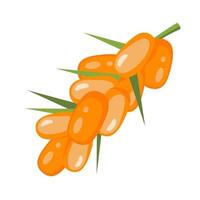 Branch of sea buckthorn orange berries with small green leaves isolated on white background vector illustration