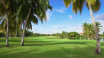 Green grass and palm trees in the summer park landscape video