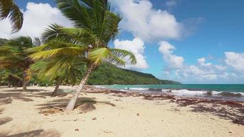 playa de palmeras salvajes y paisaje del mar caribe video