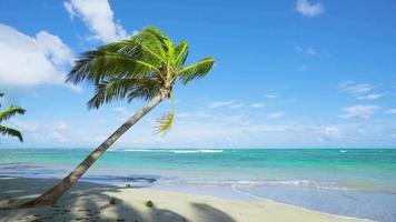 Caribbean Sea beach landscape video