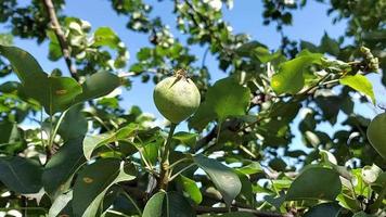 peren groeien aan een boom in de tuin. rijpen van het fruit video