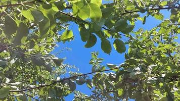 blue sky through the branches of fruit trees in the garden. sunny spring day in nature. video
