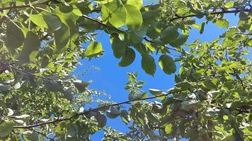 céu azul através dos galhos de árvores frutíferas no jardim. dia ensolarado de primavera na natureza. video