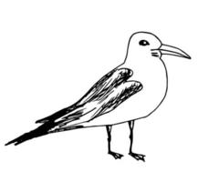 Hand-drawn simple vector drawing in black outline. Side view seagull bird in a standing pose isolated on a white background. Nature, coast, ornithology.