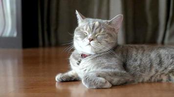 lindo gato gris en casa video