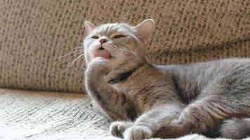 lindo gato cinza em casa video