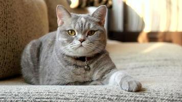 Cute grey cat in home video