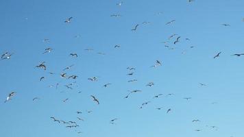 muchas gaviotas vuelan en el cielo azul en cámara lenta video