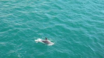 Young dolphin is swimming alone at the sea surface in slow motion video