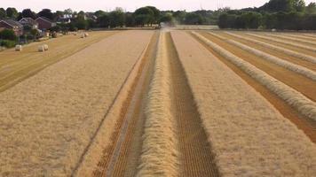 vista aérea baja panorámica a la derecha durante la cosecha de trigo video