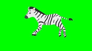 pantalla verde de dibujos animados - animal - cebra corriendo video