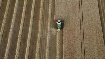 maaidorser die een tarweveld bewerkt - luchtfoto video