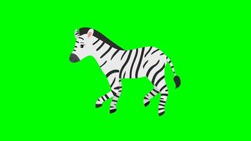 pantalla verde de dibujos animados - animal - cebra caminando video