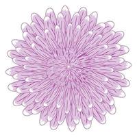 Simple purple aster flower in flat style isolated on white background vector