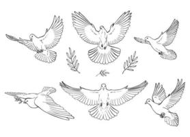 Set of dove outline. Line art style isolated. Hand drawn vector illustration.