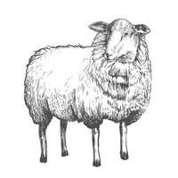 vector drawing of a sheep. vintage realistic sheep drawing, engraving, graphics. farming theme, animal husbandry