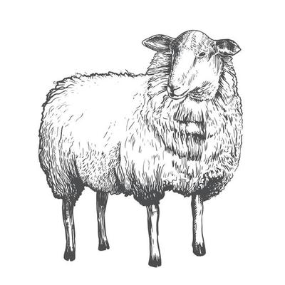 Vintage Sheep Vector Art, Icons, and Graphics for Free Download