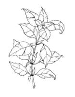 Sketch of Basil leaf. Vector engraved illustration of herb in line art style. Drawing of italian space