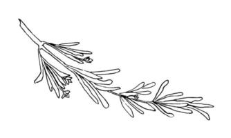 boceto de romero. ilustración dibujada a mano vectorial de hierba de cocina en estilo garabato. línea negra continua vector