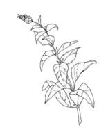 Sketch of Mint. Hand drawn vector illustration of Peppermint in outline style. Engraved drawing of Herb