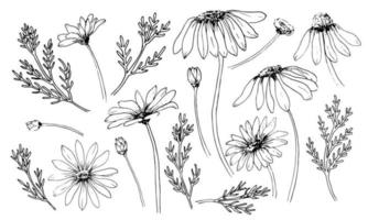 Sketch of Chamomile set. Engraved blooming Daisy flowers. Hand drawn vector drawing with wild herbs in vintage style
