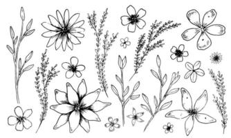 flores y plantas vectoriales simples. boceto de plantas en estilo de contorno. dibujo lineal floral de manzanilla y margarita vector