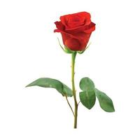Vector red rose isolated on white background