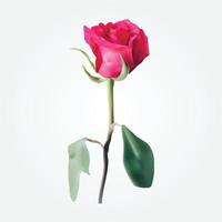 Awesome Beautiful Realistic Red Rose Flower Vector Design