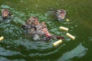 Monkeys are swimmimg and eating food from tourist in the reservior. photo