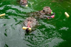 Monkey is swimmimg and eating food from tourist in the reservior. photo