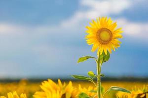 Cierra los aleteos de girasol en el viento en el cielo azul como fondo foto