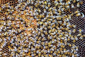 swarm of bees on honeycomb frames  in apiary photo